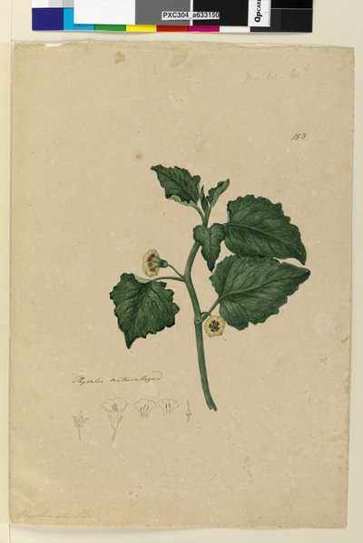 Page 153. Physalis naturalized by John William Lewin